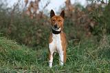 BASENJI 009